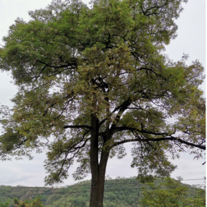 ~V^(q)ЩL(fng)ďǰ£